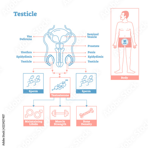 Testicle - part of Endocrine System. Medical science vector illustration diagram