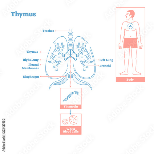 Thymus gland of Endocrine System. Medical science vector illustration diagram