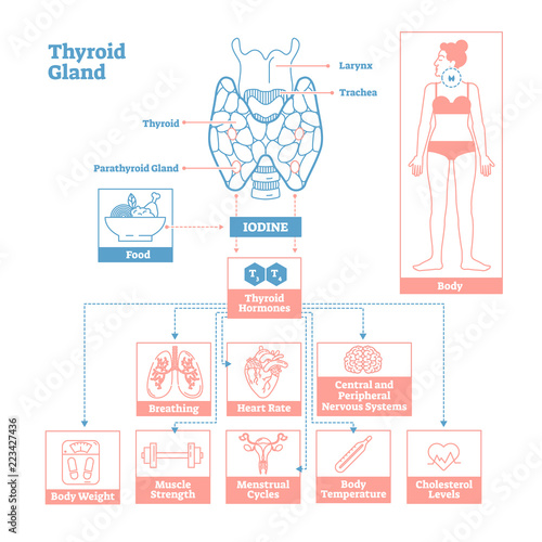 Thyroid Gland of Endocrine System. Medical science vector illustration diagram.