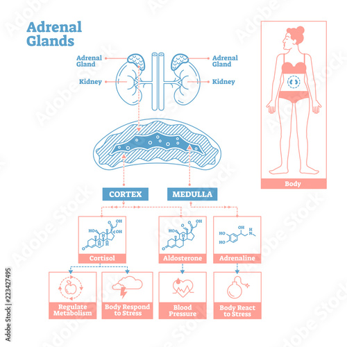 Adrenal Glands of Endocrine System. Medical science vector illustration diagram.