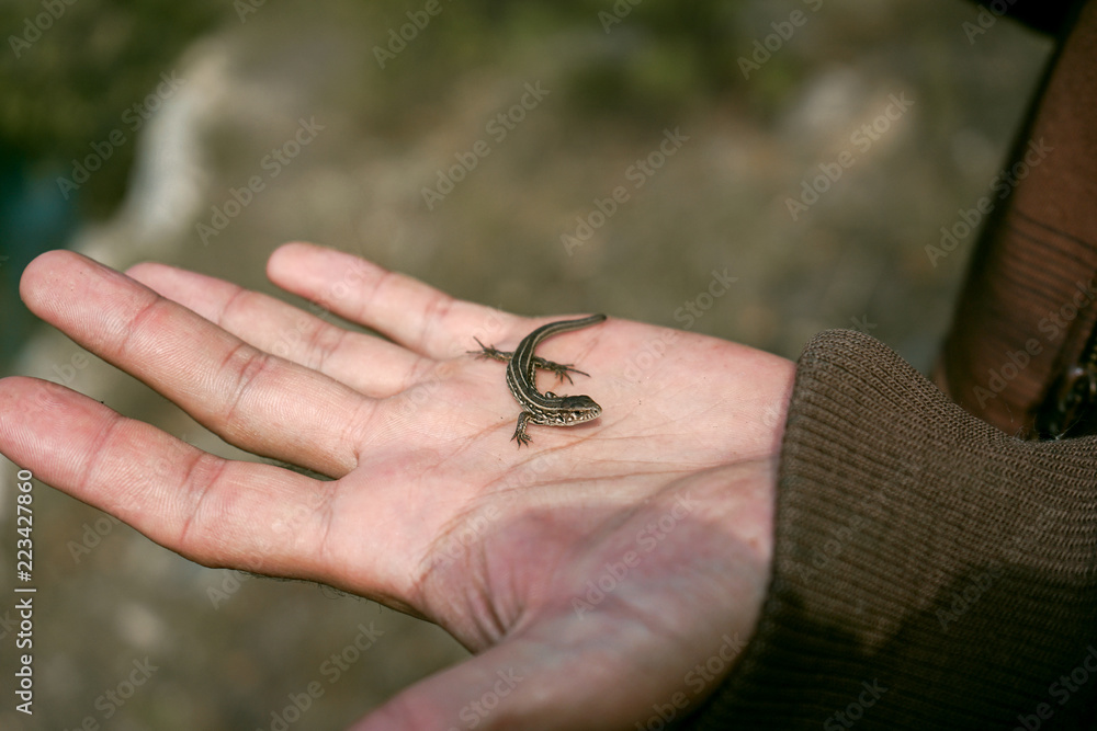 a small lizard on a man's hand close-up