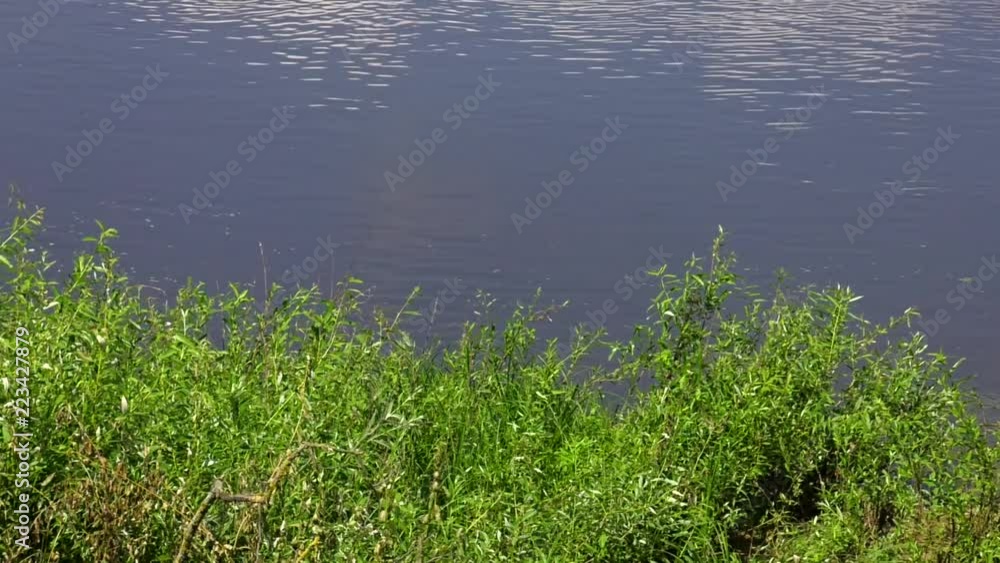 Rapid course of the river near the shore. Bushes of a young willow grow near the river bank. Rapid course of the river near the shore. Bushes of a young willow grow near the river bank.