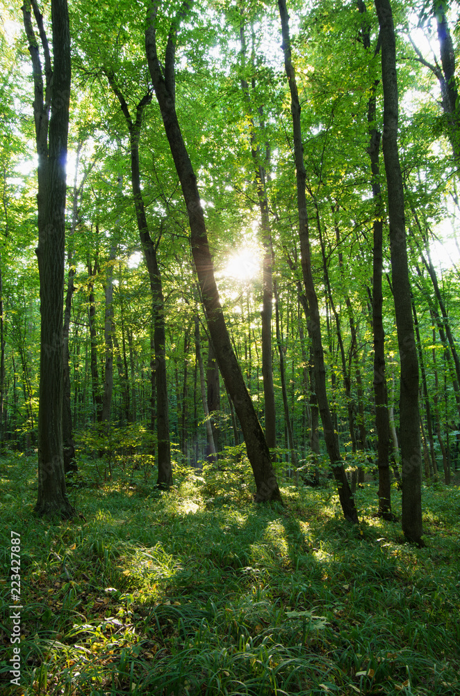 Sunlight in the green forest, spring time Sunlight in the green forest, spring time