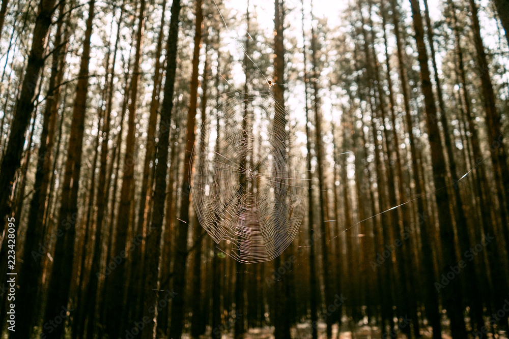 A spiderweb in the forrest in the sunlight A spiderweb in the forrest in the sunlight