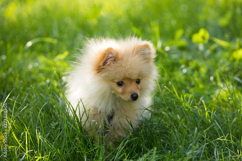 little furry dog on the grass little furry dog on the grass