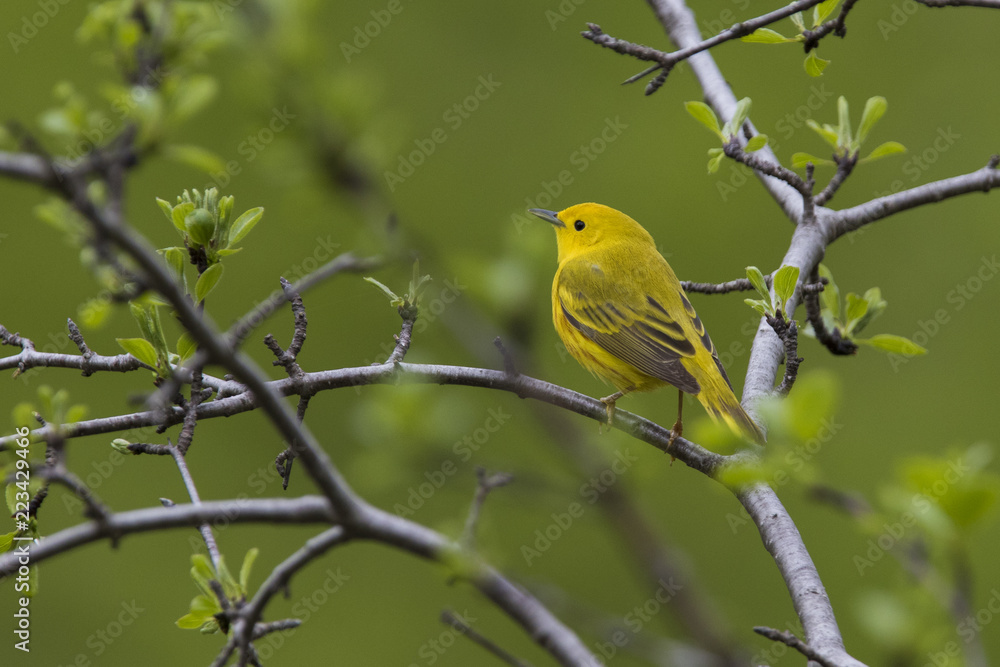 Yellow warbler (Setophaga petechia) in spring Yellow warbler (Setophaga petechia) in spring