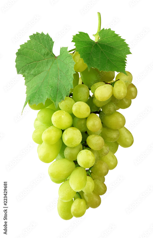 Bunch of ripe grapes with leaves, isolated on white background without shadow. Close-up. Varietal grapes. Winemaking. Bunch of ripe grapes with leaves, isolated on white background without shadow. Close-up. Varietal grapes. Winemaking.