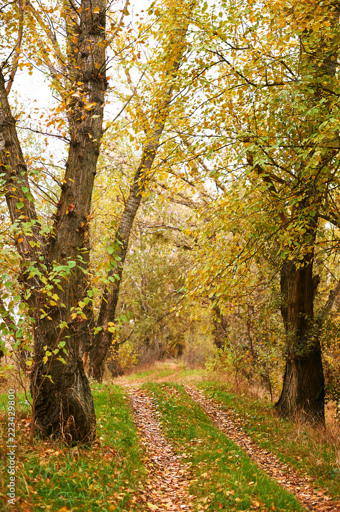 Fototapeta premium beautiful autumn landscape, yellow leaves and ground road in forest