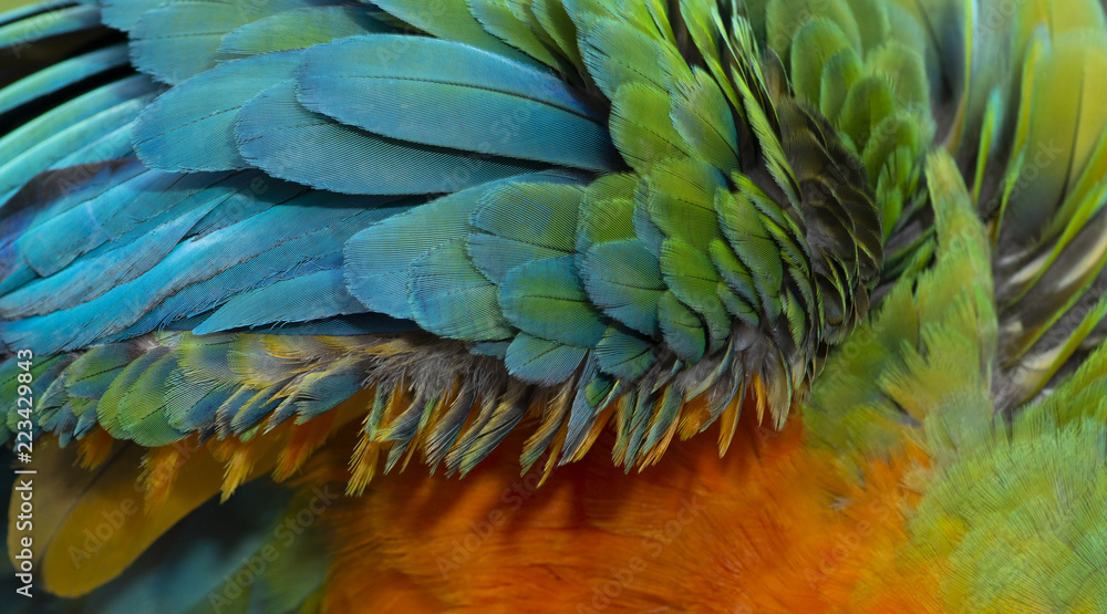 Obraz premium Close up Colorful of Catalina Macaw ( Hybrid between Scarlet Macaw and Blue and Yellow Macaw) bird's feathers with red yellow orange and blue shades, exotic nature background and texture
