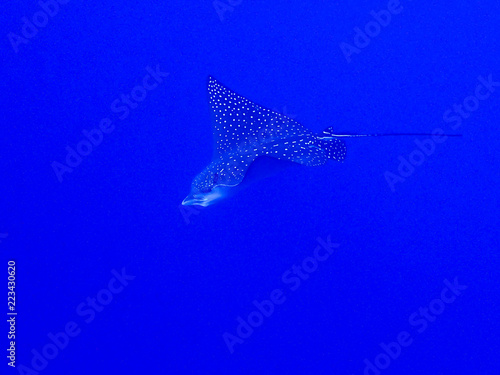 Spotted Eagle Ray Close Up Profile Deep Blue Clear Ocean