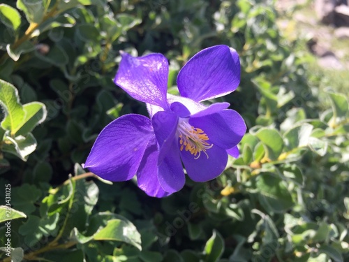 Fleur ancolie (pyrénées france)