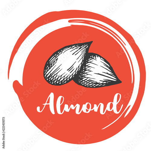 Aldmont nuts Vintage hand drawing of almonds Vector illustration.