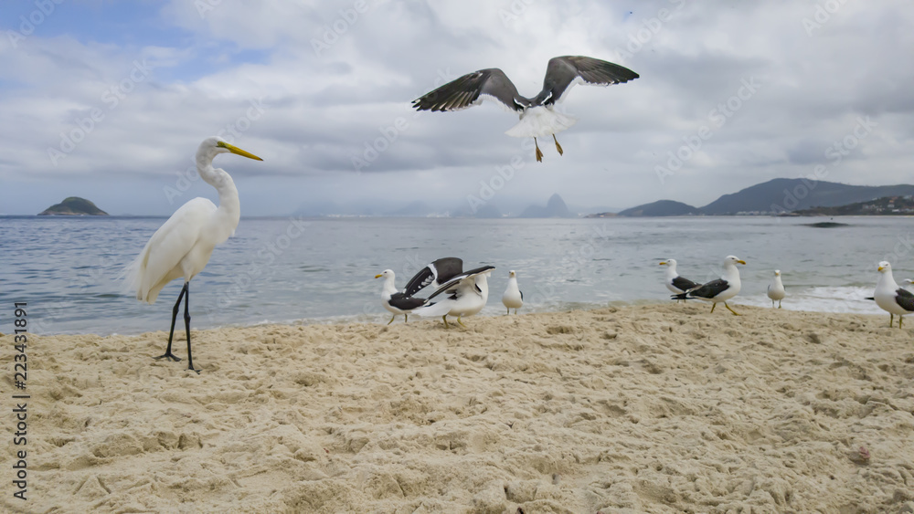 It is a pleasure to watch the free flight and competition for eat, of the gulls Larus dominicanus and egrets Ardea alba, visiting the beach of Itaipu, in Niterói, Rio de Janeiro. It is a pleasure to watch the free flight and competition for eat, of the gulls Larus dominicanus and egrets Ardea alba, visiting the beach of Itaipu, in Niterói, Rio de Janeiro.