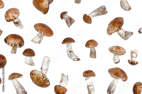 Brown cap boletus leccinum scabrum collection isolated on white background.
