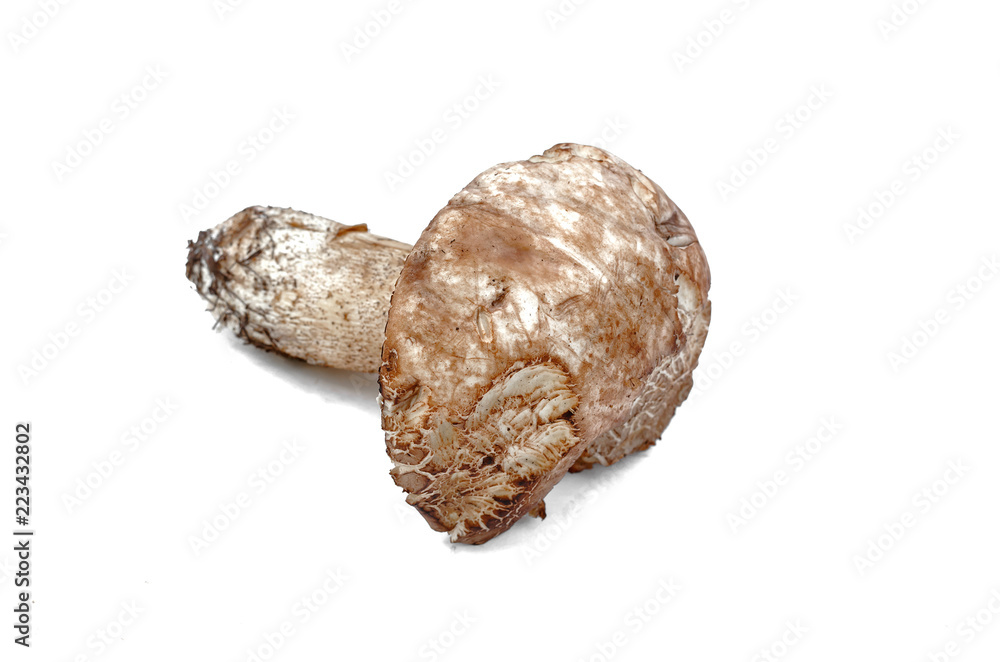 Brown cap boletus lessinum scabrum isolated on white background. Brown cap boletus lessinum scabrum isolated on white background.