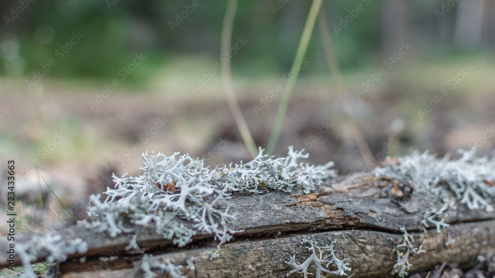Pine branch covered with lichens