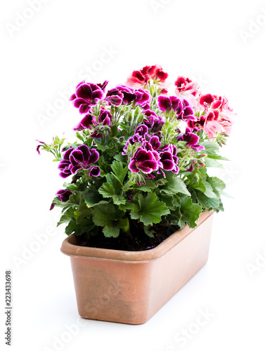 Colorful  Pelargonium flowers in rectangular flowerpot isolated on white