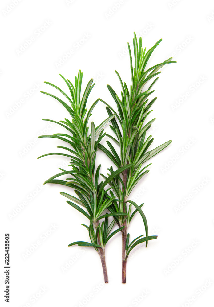 Twig of rosemary on a white background Twig of rosemary on a white background