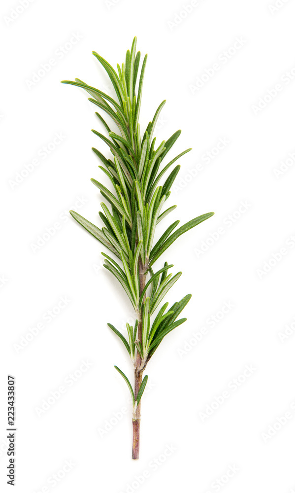 Twig of rosemary on a white background Twig of rosemary on a white background
