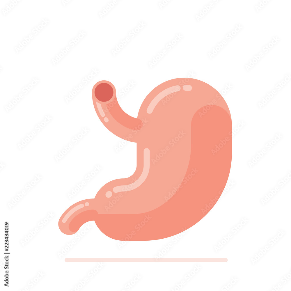 Flat design vector Illustration of human stomach Flat design vector Illustration of human stomach