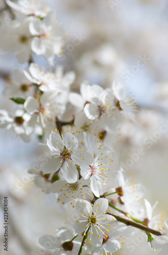 apple blossoms in spring on white background