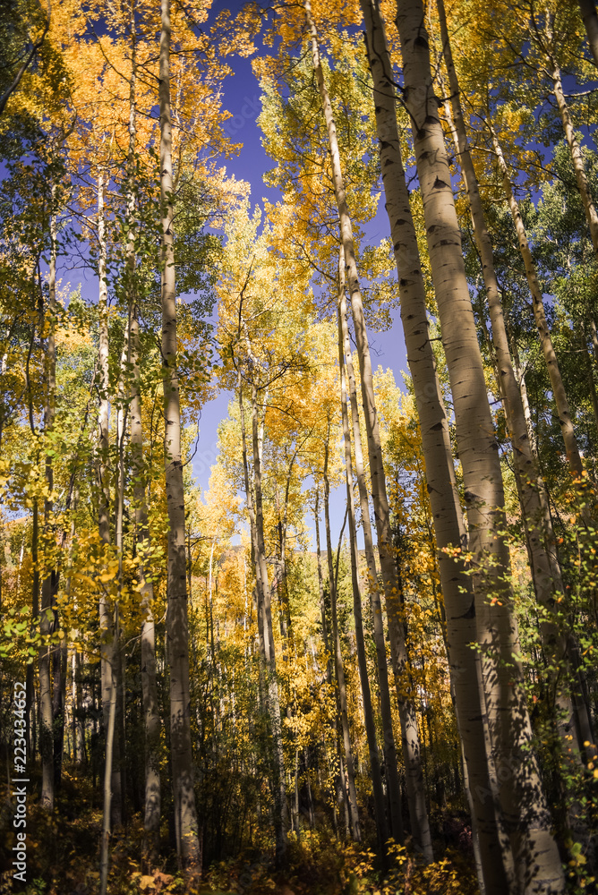 Fototapeta premium Yellow aspen trees in Vail, Colorado.