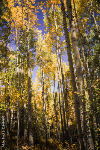Yellow aspen trees in Vail, Colorado. 