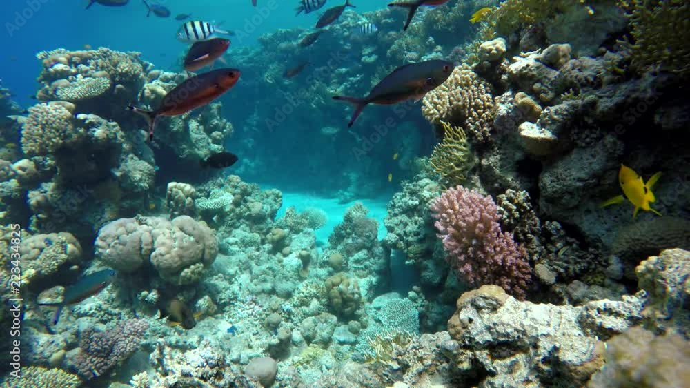 Life in the ocean. Tropical fish and coral reefs. Beautiful corals. Life in the ocean. Tropical fish and coral reefs. Beautiful corals.