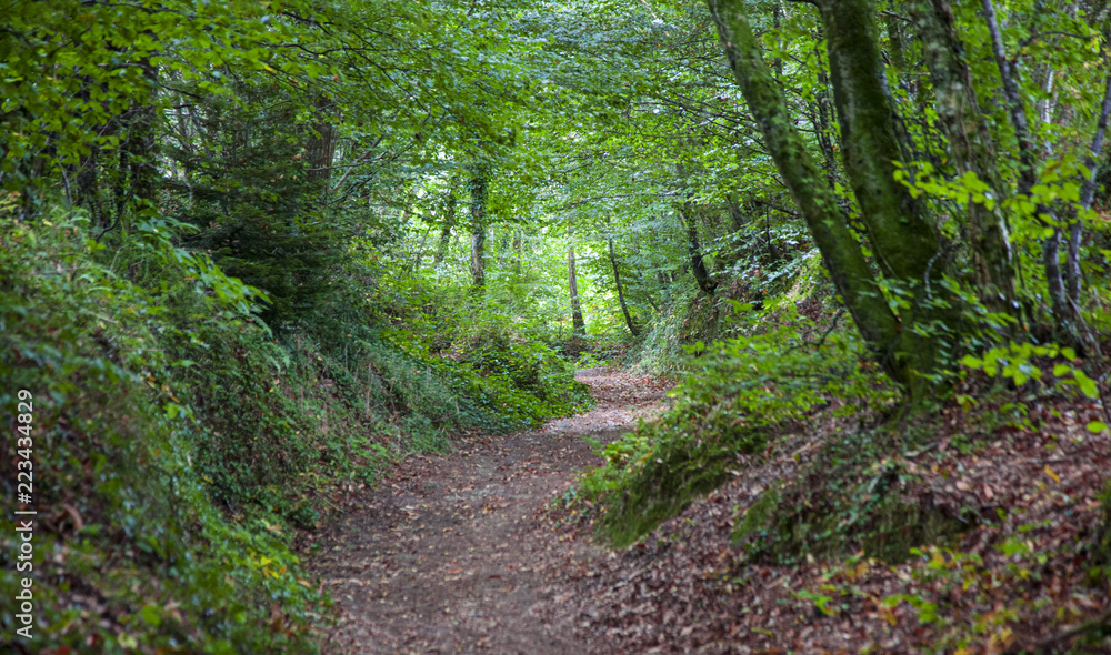 Waldweg Waldweg