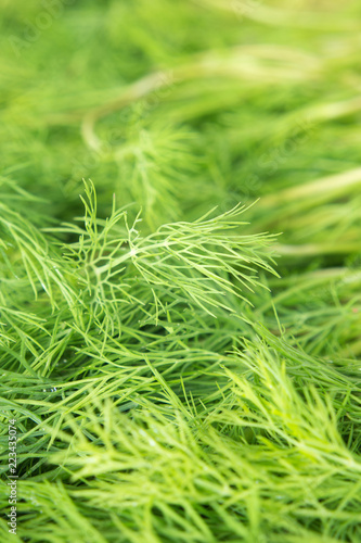 raw aromatic herb of dill. background.