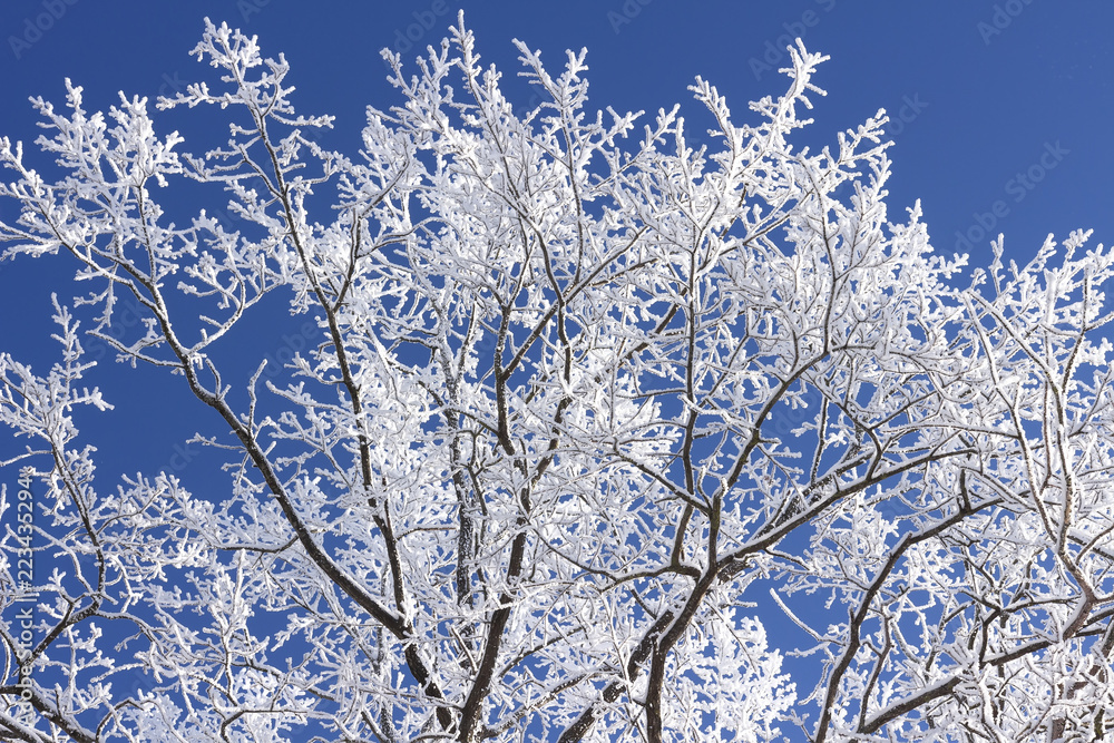 Frosty tree branch on blue sky background. Branch of tree with white hoarfrost. Christmas background. Winter time. Snowy tree. Frosty tree branch on blue sky background. Branch of tree with white hoarfrost. Christmas background. Winter time. Snowy tree.