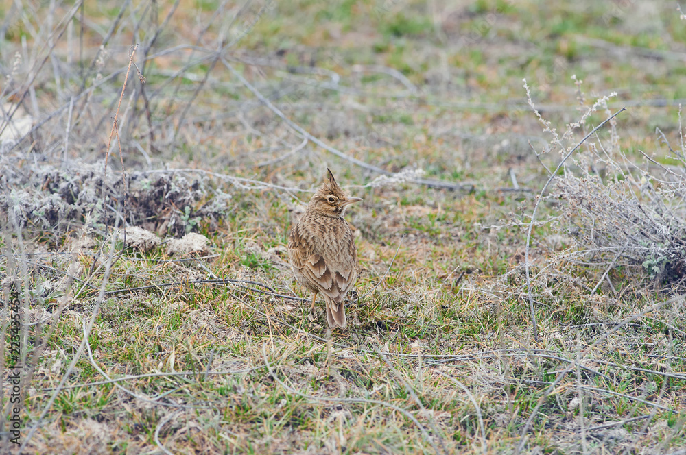 Crested lark sits on the ground in a natural habitat. Crested lark sits on the ground in a natural habitat.