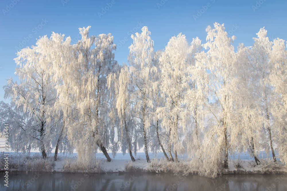 Winter landscape of frosty white trees in row on river shore. Beautiful winter scene on bright sunny day. Trees covered hoarfrost on blue sky background. Amazing scenic winter. Frost and snow.