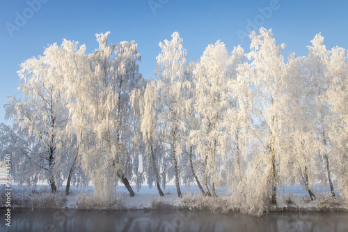 Obraz na płótnie Winter landscape of frosty white trees in row on river shore. Beautiful winter scene on bright sunny day. Trees covered hoarfrost on blue sky background. Amazing scenic winter. Frost and snow. w salonie