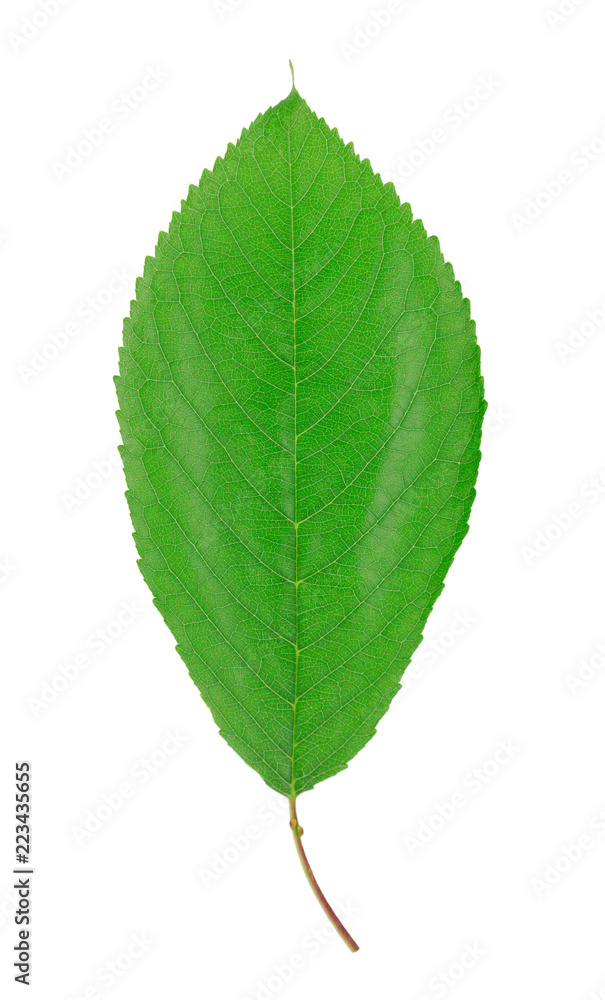 Fototapeta premium one green leaf isolated on white background