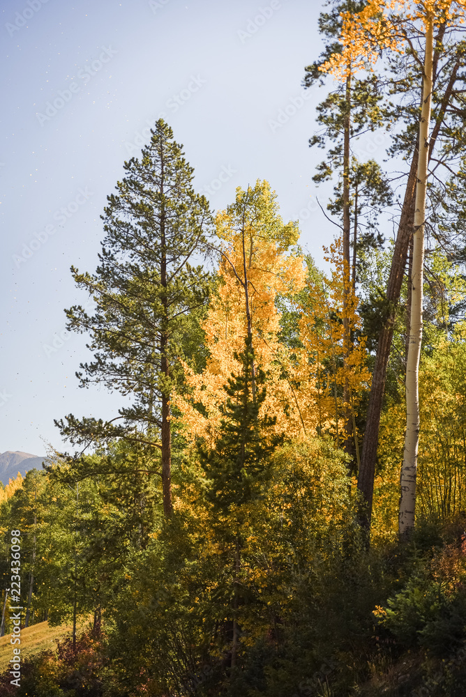 Yellow aspen trees in Vail, Colorado. 
