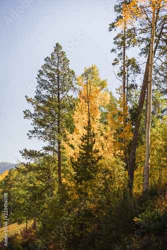 Yellow aspen trees in Vail  Colorado. 