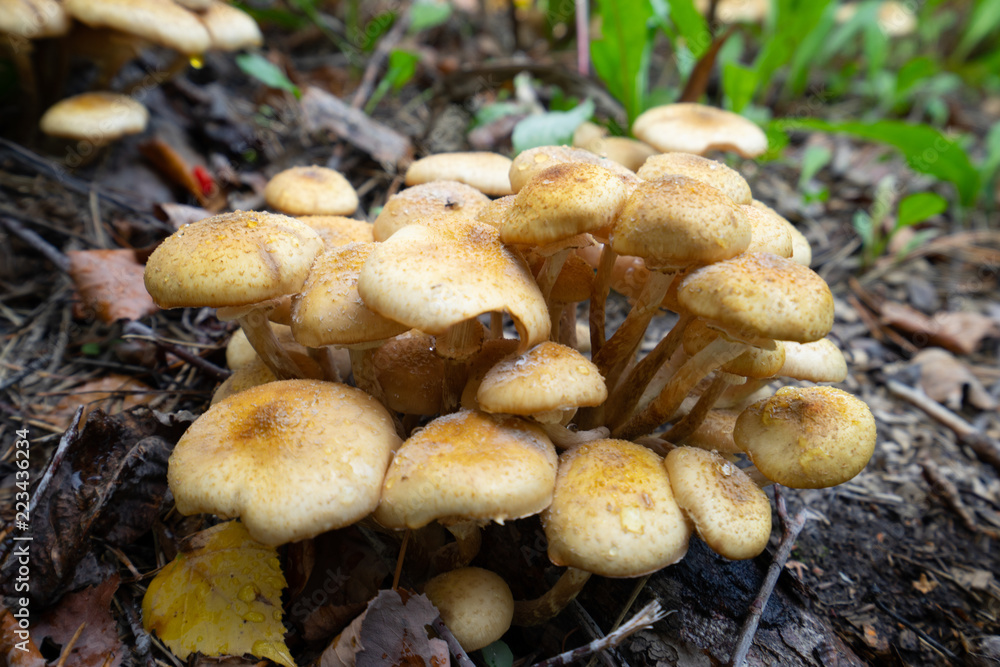 Brown tasty mushrooms in the garden Brown tasty mushrooms in the garden