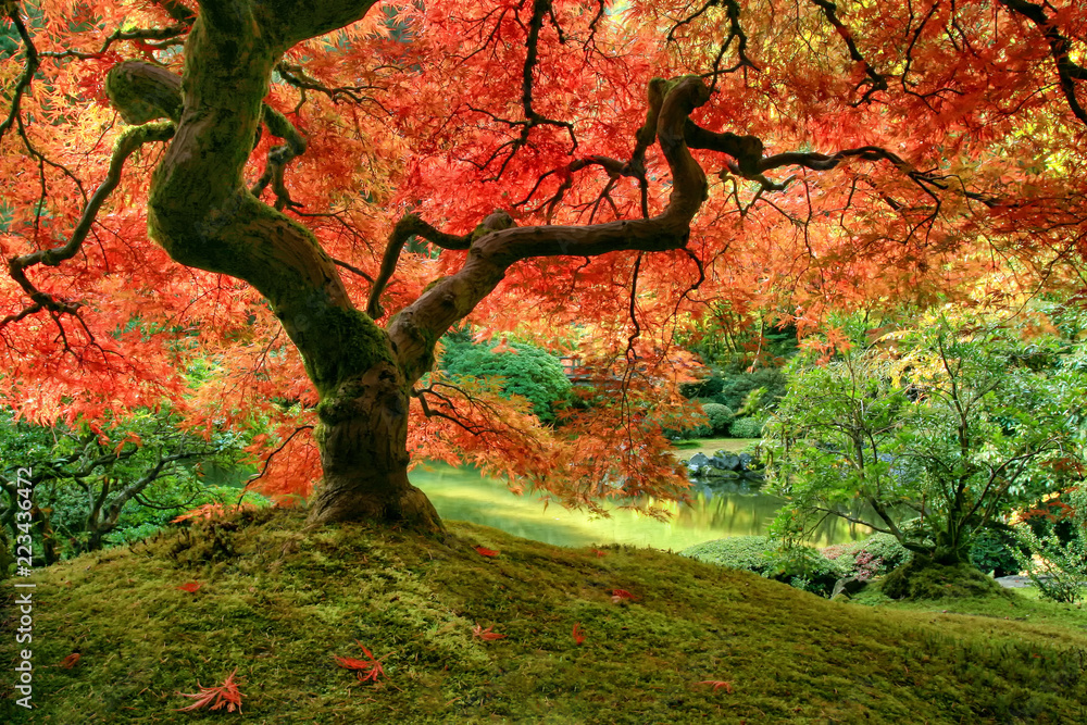 Fototapeta Japoński Klonowy drzewo w jesieni na omszałym kopu