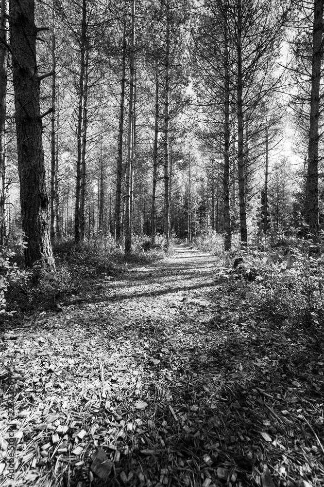 Beautiful black and white forest road in a vintage park Beautiful black and white forest road in a vintage park