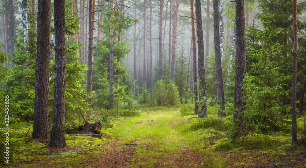 Fototapeta premium Krajobraz lasu przyrody. Zielony letni las