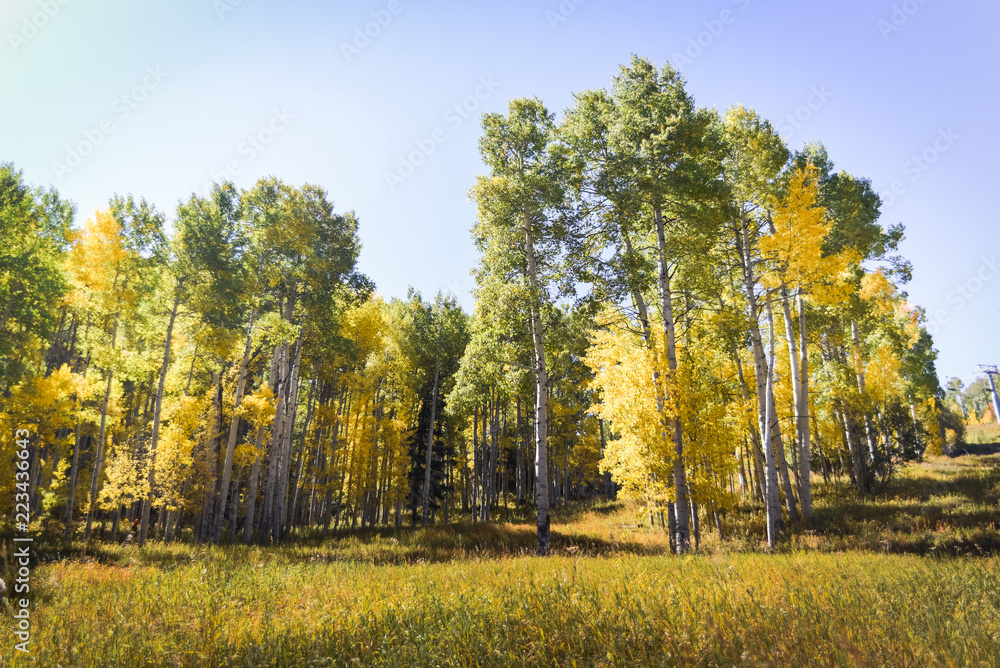 Colorful aspen trees during autumn in Colorado. 