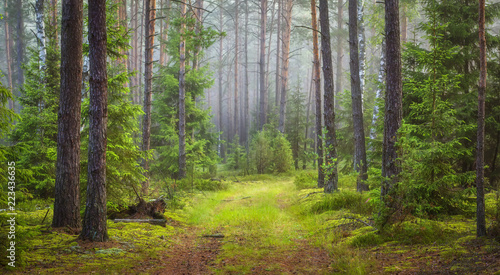 Fototapeta Naklejka Na Ścianę i Meble -  Nature forest landscape. Green summer forest