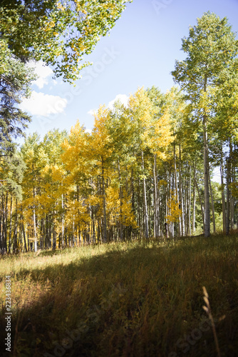 Colorful aspen trees during autumn in Colorado. 
