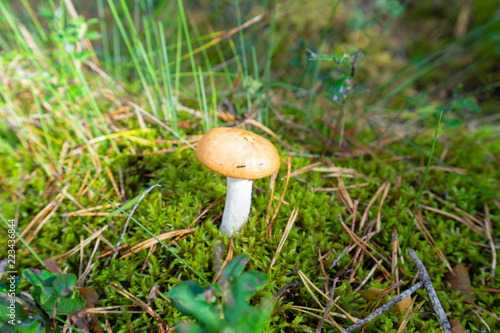 Beautiful small mushroom standing alone on a green grass in the forest