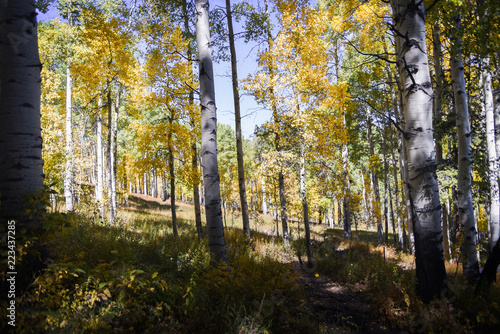 Yellow aspen trees in Vail, Colorado. 