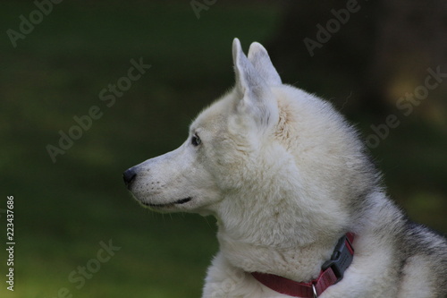 Close up beautiful dog husky  the magestic arctic breed