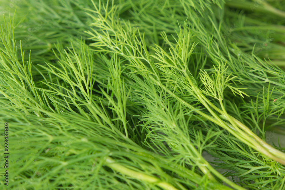 fresh green dill. background of herb. fresh green dill. background of herb.