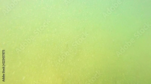 POV, swimming in murky water