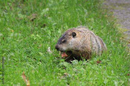The Ground Hog. The ground hog is an early indicator of Springtime. © mynewturtle